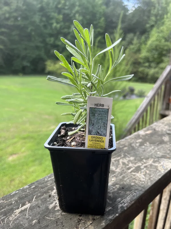 Lavender Live Plant – Aromatic Herb – 3.25 inch Pot – Outdoor Perennial - Image 2