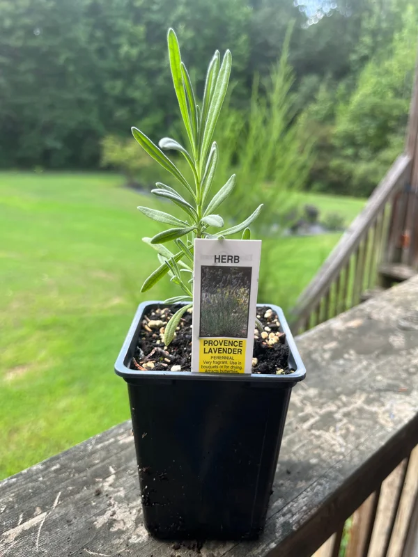 Lavender Live Plant – Aromatic Herb – 3.25 inch Pot – Outdoor Perennial - Image 3