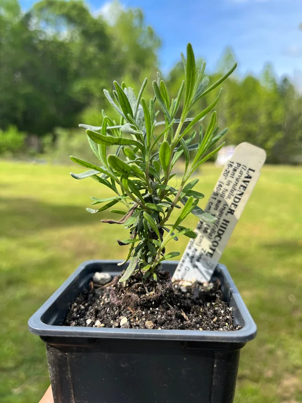 Lavender Live Plant – Aromatic Herb – 3.25 inch Pot – Outdoor Perennial - Image 4