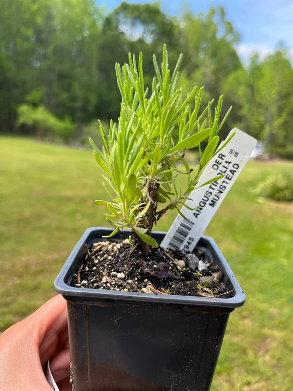 Lavender Live Plant – Aromatic Herb – 3.25 inch Pot – Outdoor Perennial - Image 5