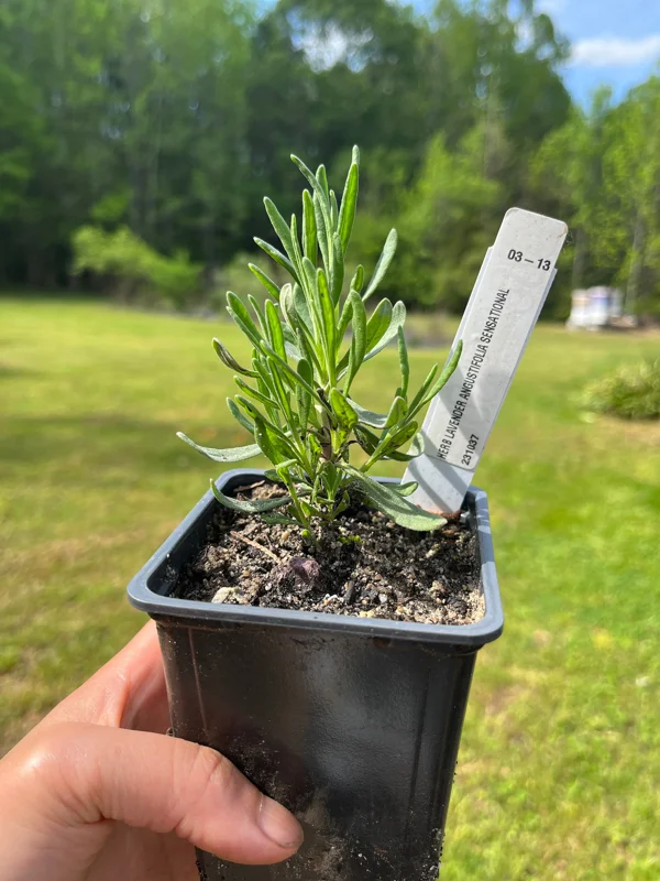 Lavender Live Plant – Aromatic Herb – 3.25 inch Pot – Outdoor Perennial - Image 6