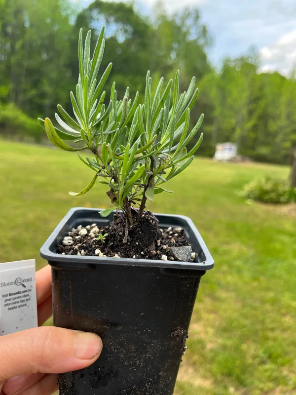 Lavender Live Plant – Aromatic Herb – 3.25 inch Pot – Outdoor Perennial - Image 7