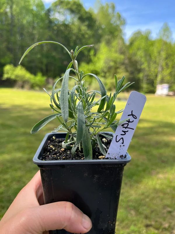 Lavender Live Plant – Aromatic Herb – 3.25 inch Pot – Outdoor Perennial - Image 8