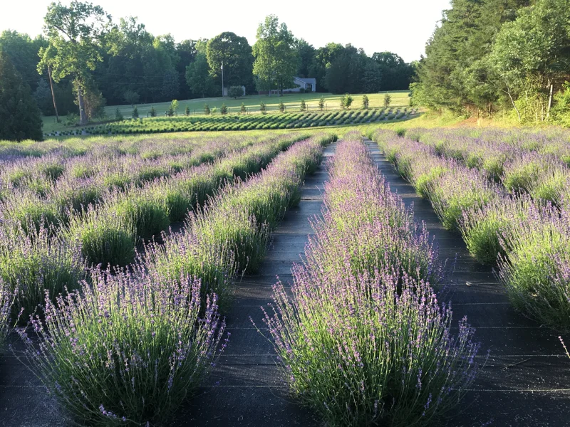 Lavender Live Plant – Aromatic Herb – 3.25 inch Pot – Outdoor Perennial - Image 1