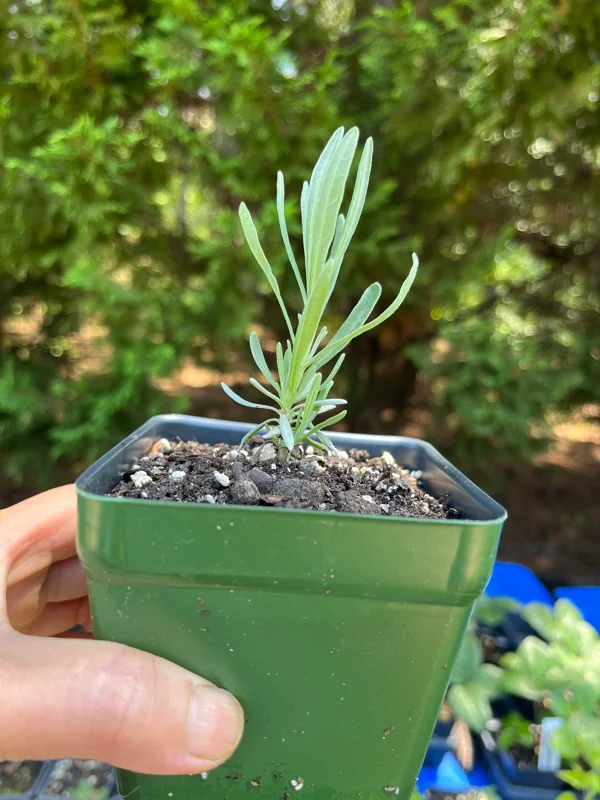 Lavender Live Plant – Aromatic Herb – 3.25 inch Pot – Outdoor Perennial - Image 9