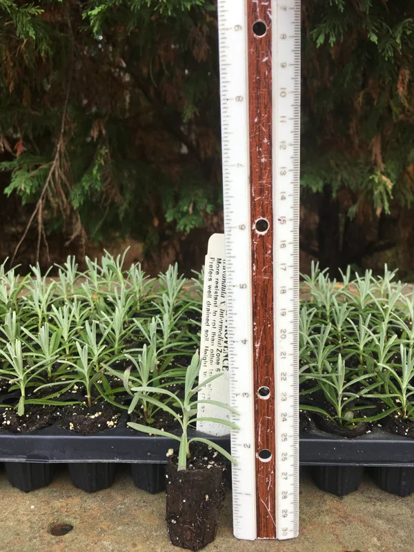 Lavender Live Plant Plugs - Aromatic Herb Starter Plants - Well Rooted Seedlings - Image 10