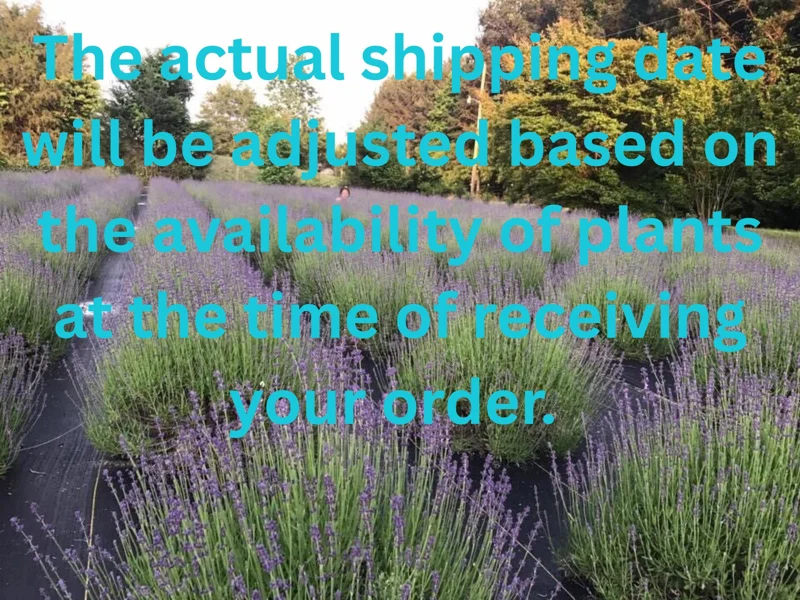 Lavender Live Plant Plugs - Aromatic Herb Starter Plants - Well Rooted Seedlings - Image 2