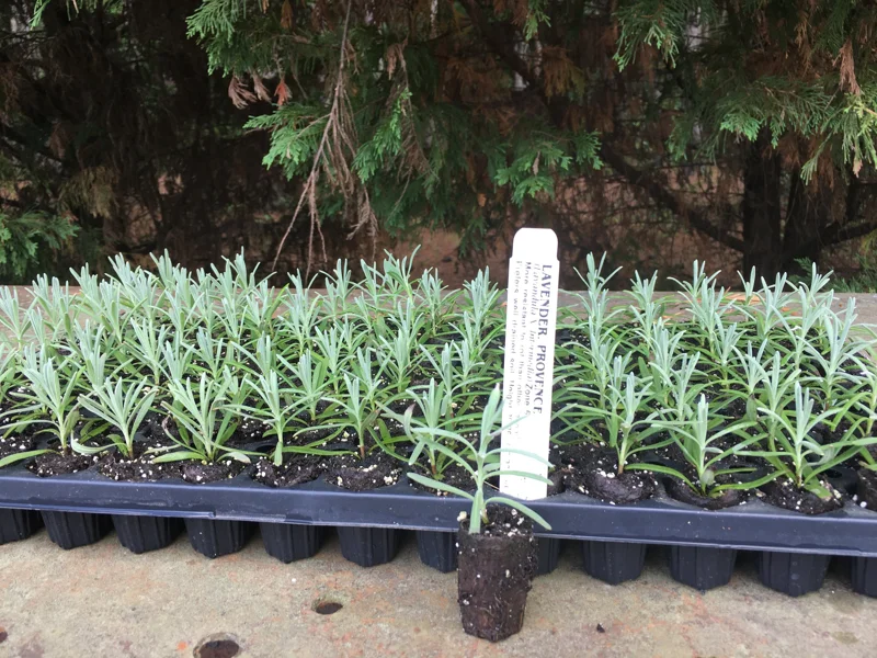 Lavender Live Plant Plugs - Aromatic Herb Starter Plants - Well Rooted Seedlings - Image 3