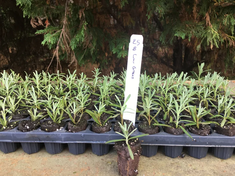 Lavender Live Plant Plugs - Aromatic Herb Starter Plants - Well Rooted Seedlings - Image 4