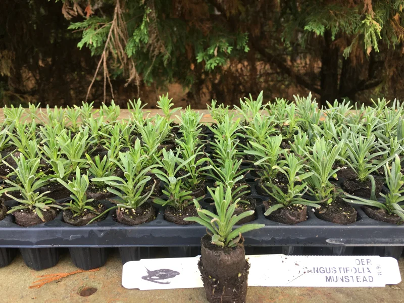 Lavender Live Plant Plugs - Aromatic Herb Starter Plants - Well Rooted Seedlings - Image 5