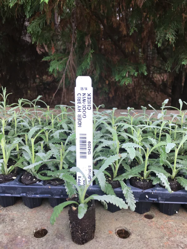 Lavender Live Plant Plugs - Aromatic Herb Starter Plants - Well Rooted Seedlings - Image 6