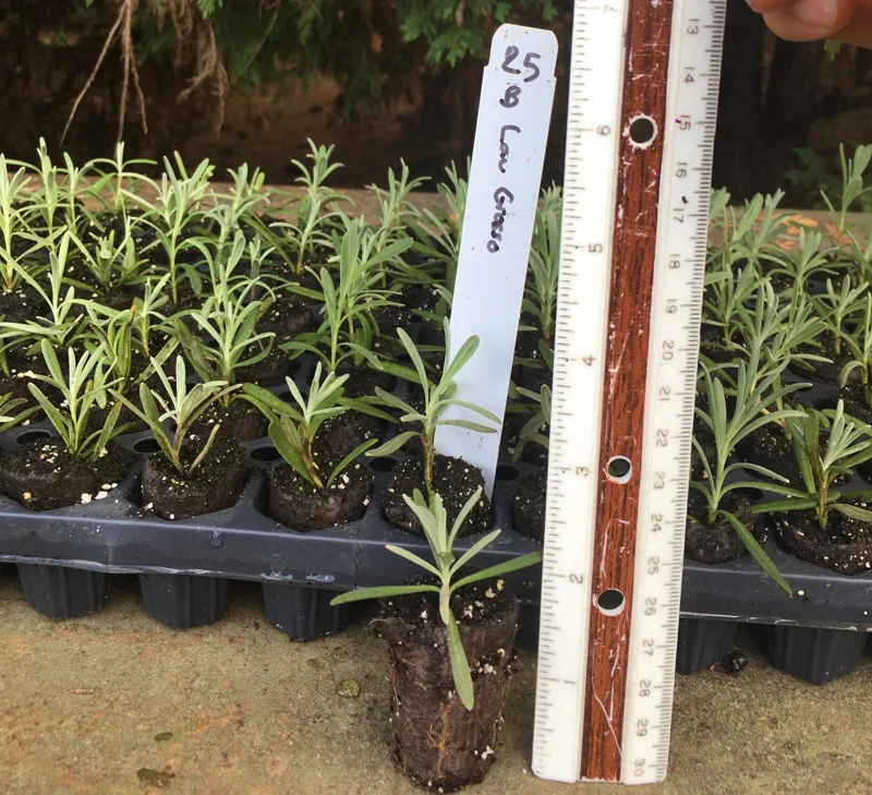 Lavender Live Plant Plugs - Aromatic Herb Starter Plants - Well Rooted Seedlings - Image 7