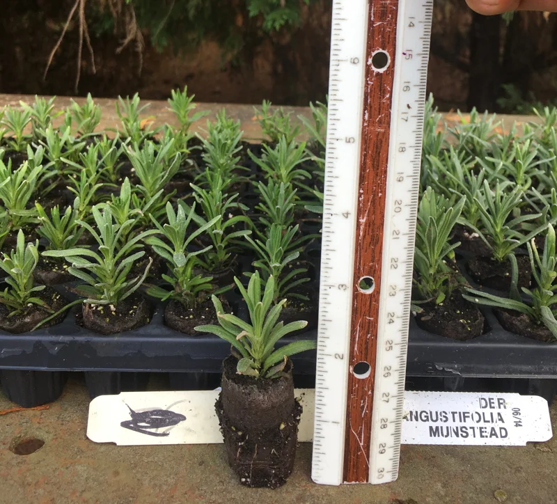 Lavender Live Plant Plugs - Aromatic Herb Starter Plants - Well Rooted Seedlings - Image 8
