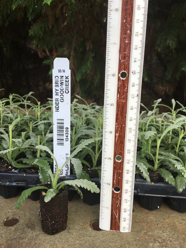 Lavender Live Plant Plugs - Aromatic Herb Starter Plants - Well Rooted Seedlings - Image 9