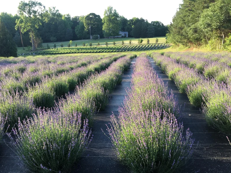 Lavender Live Plant Plugs - Aromatic Herb Starter Plants - Well Rooted Seedlings - Image 1