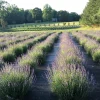 Lavender Live Plants - Aromatic Herb Well-Rooted Plugs - Healthy Starter Plants for Garden - Image 1