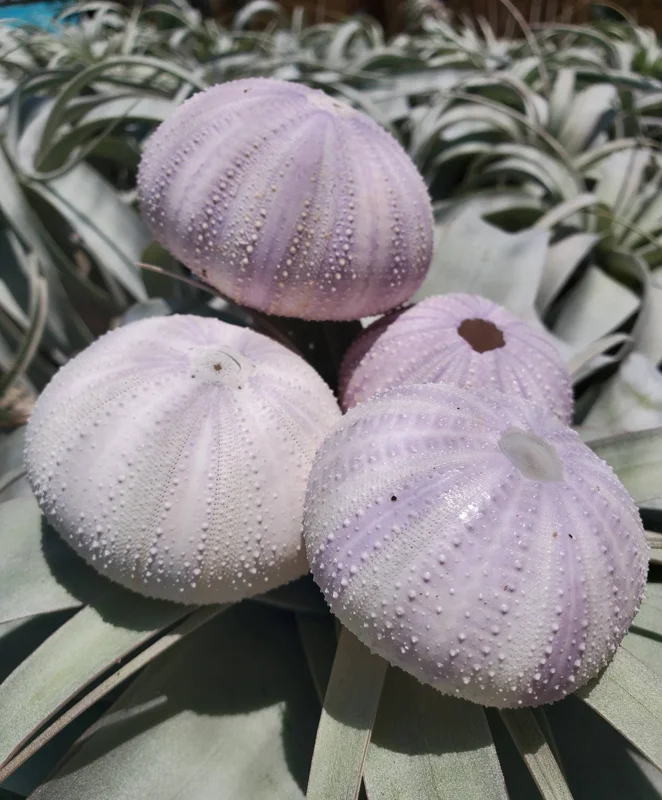 Lavender Sea Urchin Shell Air Plant Holder - Coastal Home Decor 1-3 inch - Image 2
