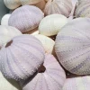 Lavender Sea Urchin Shell Air Plant Holder - Coastal Home Decor 1-3 inch - Image 1
