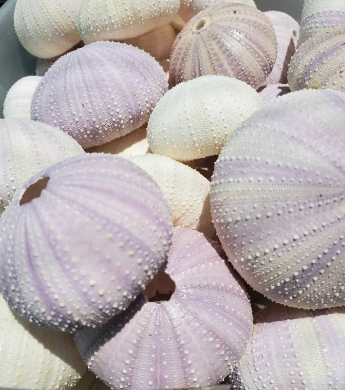 Lavender Sea Urchin Shell Air Plant Holder - Coastal Home Decor 1-3 inch - Image 1