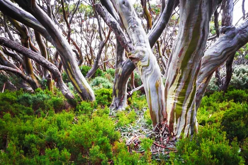 Lemon Scented Gum Eucalyptus Citriodora Live Plant or Seeds - Indoor/Outdoor - Image 2