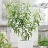 Lemon Scented Gum Eucalyptus Citriodora Live Plant or Seeds - Indoor/Outdoor - Image 1