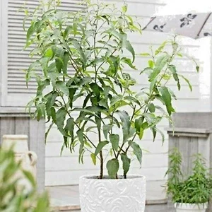 Lemon Scented Gum Eucalyptus Citriodora Live Plant or Seeds - Indoor/Outdoor - Image 1