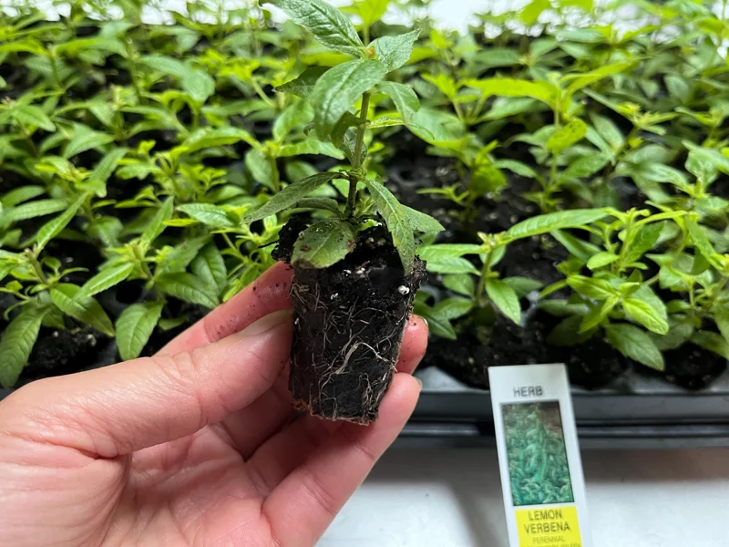 Lemon Verbena Live Plant – Aromatic Herb Starter – 1.23" Plug – Indoor/Outdoor - Image 3