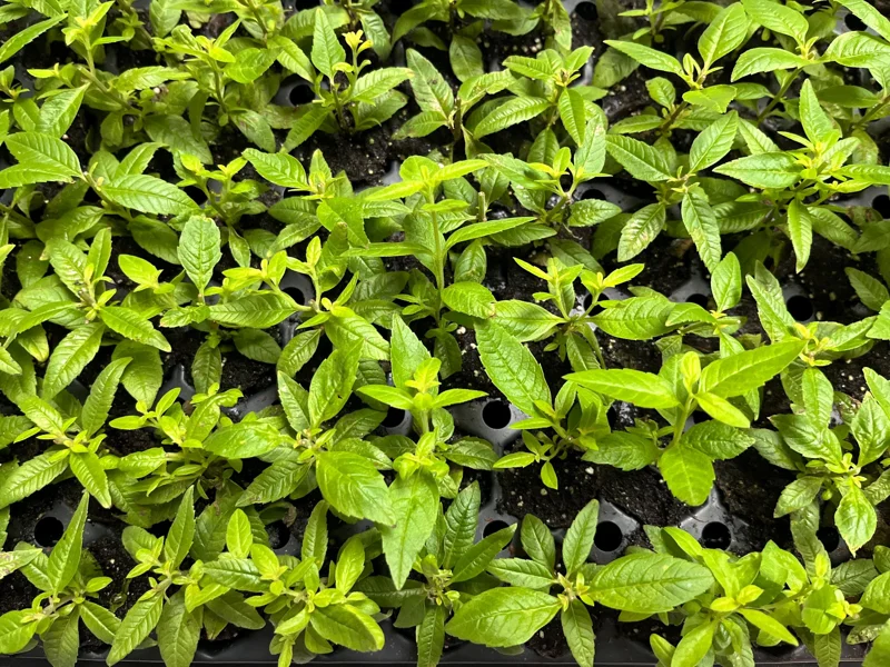 Lemon Verbena Live Plant – Aromatic Herb Starter – 1.23" Plug – Indoor/Outdoor - Image 5