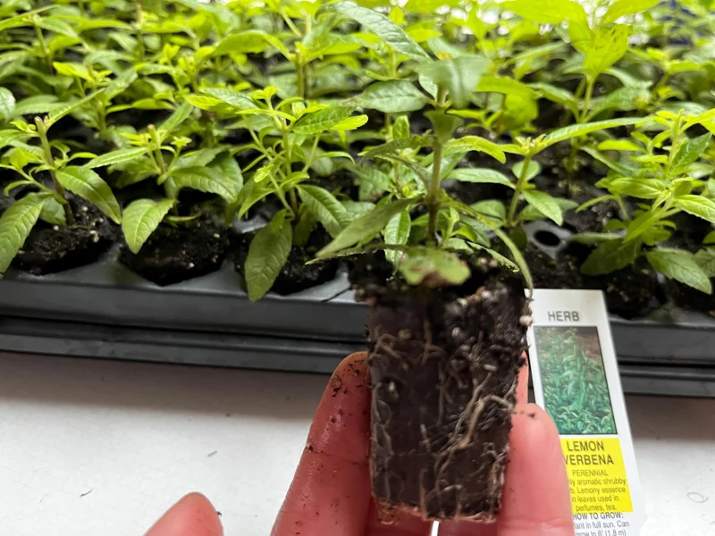 Lemon Verbena Live Plant – Aromatic Herb Starter – 1.23" Plug – Indoor/Outdoor - Image 6