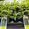 Lemon Verbena Live Plant – Aromatic Herb Starter – 1.23" Plug – Indoor/Outdoor - Image 1