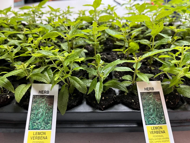 Lemon Verbena Live Plant – Aromatic Herb Starter – 1.23" Plug – Indoor/Outdoor - Image 1