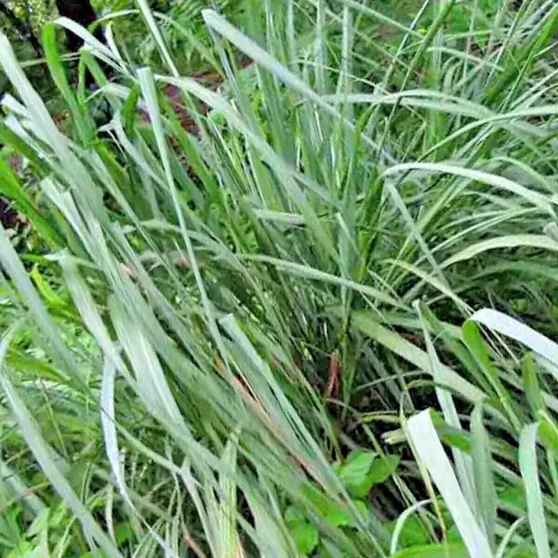 Lemongrass Seeds - 200+ Fresh Non-GMO Cymbopogon Flexuosus Herb Seeds - Image 2