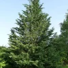 Leyland Cypress Starter Plant - Approx 14-18 Inch Tall Evergreen Tree, Zone 6-10 - Image 1