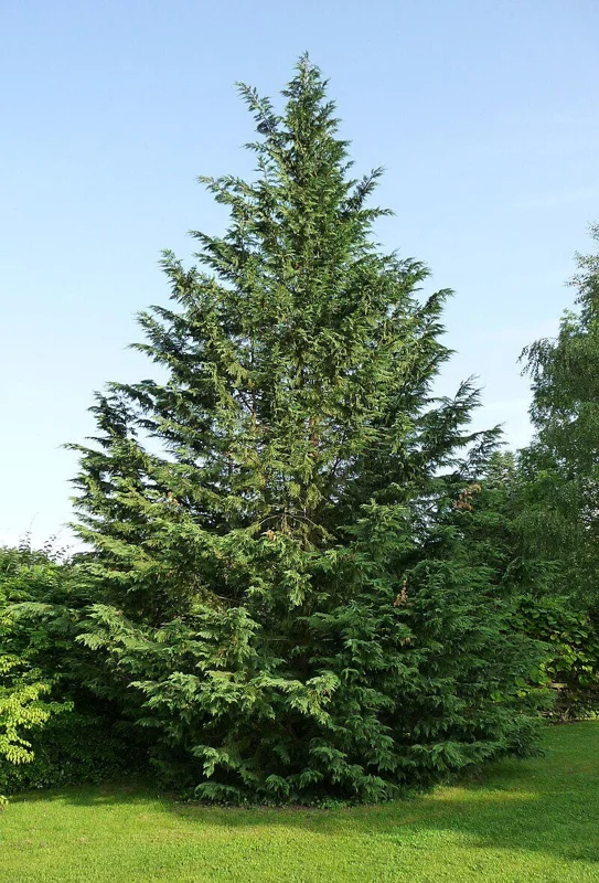 Leyland Cypress Starter Plant - Approx 14-18 Inch Tall Evergreen Tree, Zone 6-10 - Image 1