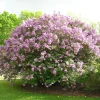 Lilac Starter Plant - Fragrant Deciduous Shrub - Approx 6-8 Inch Tall - Image 1