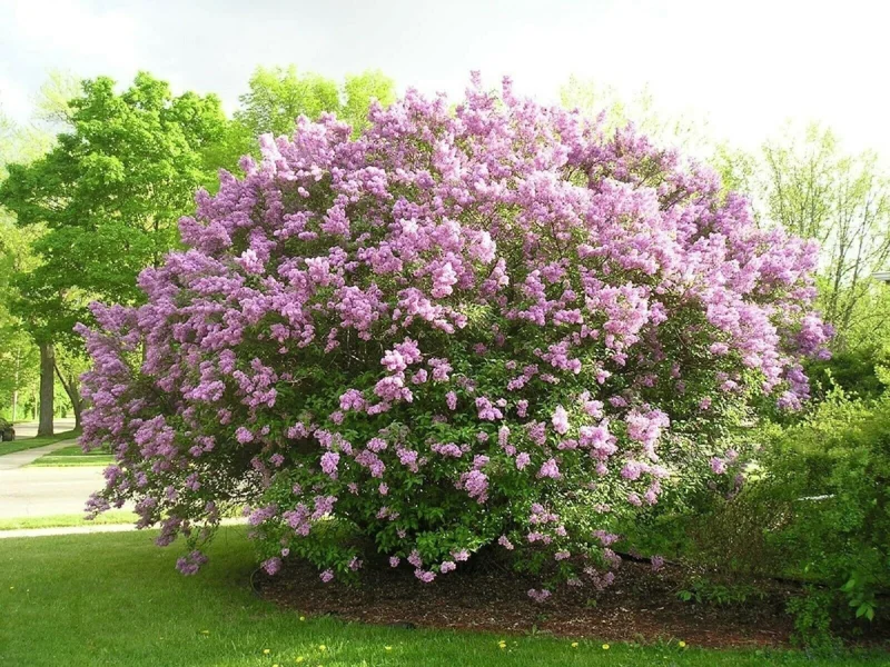 Lilac Starter Plant - Fragrant Deciduous Shrub - Approx 6-8 Inch Tall - Image 1