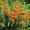 Lion's Ear Live Plant - Leonotis Leonurus Starter Plant 6-8 Inch Tall - Image 1