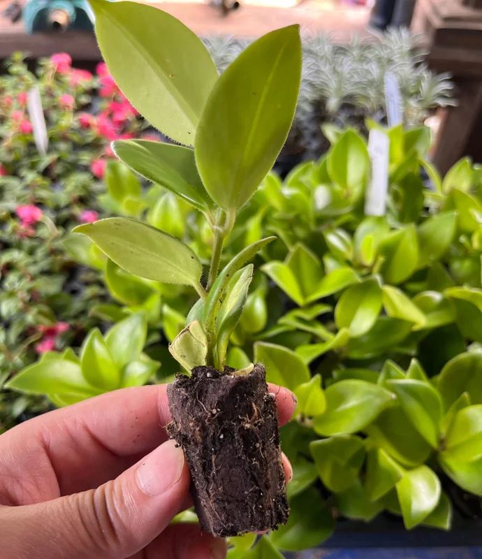 Lipstick Plant Live Plug - Well-Rooted Houseplant for Hanging Baskets - Image 2