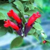 Lipstick Plant Live Plug - Well-Rooted Houseplant for Hanging Baskets - Image 1