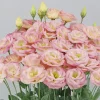 Lisianthus Arosa Series Live Plug Plant - Long-Lasting Flower Starter for Gardens - Image 1