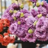 Lisianthus Celeb Series Live Plant Flowering Plug - 1-3 ft Tall - Outdoor - Image 1