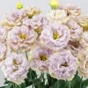 Lisianthus Chateau Blue Live Plant Plug - Ready-to-Grow Starter, 2-3 Leaves - Image 1