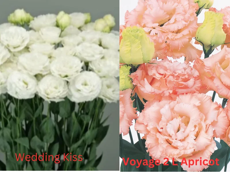 Lisianthus Live Plant Plugs - Well Rooted Starter Flower Plants for Garden - Image 10