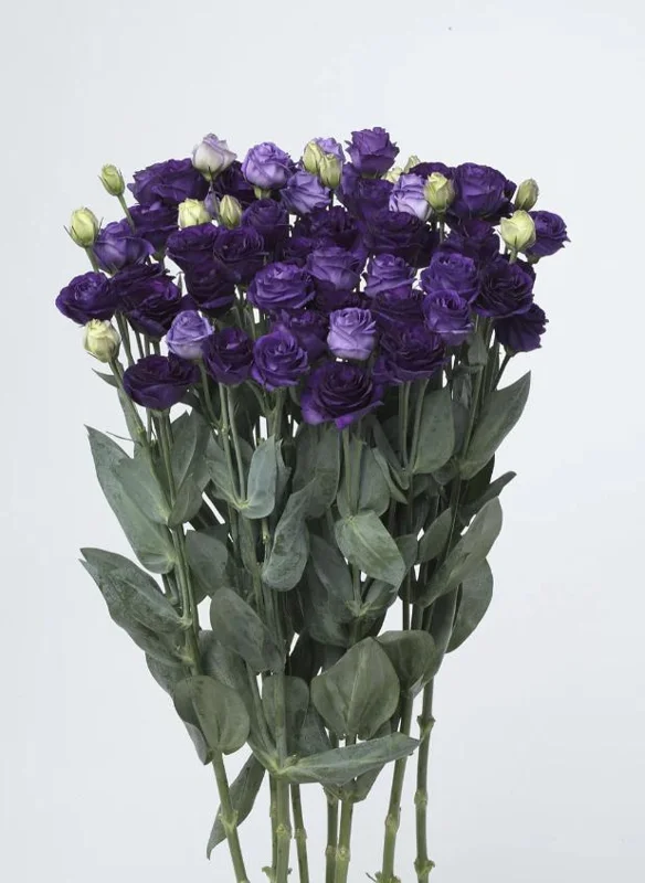 Lisianthus Live Plant Plugs - Well Rooted Starter Flower Plants for Garden - Image 1