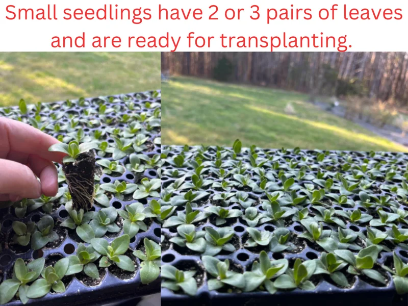 Lisianthus Live Plant Plugs - Well Rooted Starter Flower Plants for Garden - Image 3