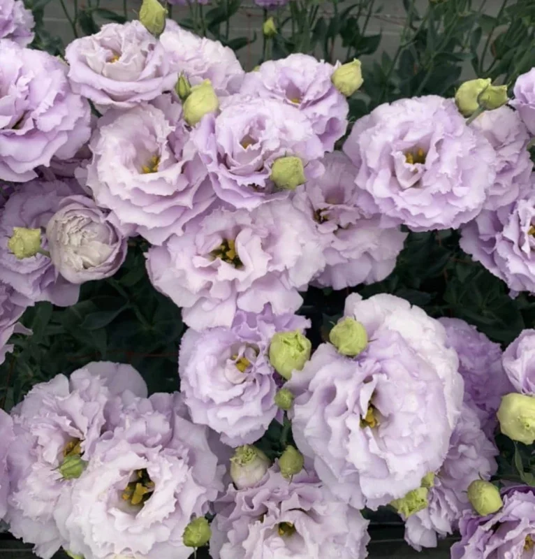 Lisianthus Live Plant Plugs - Well Rooted Starter Flower Plants for Garden - Image 5