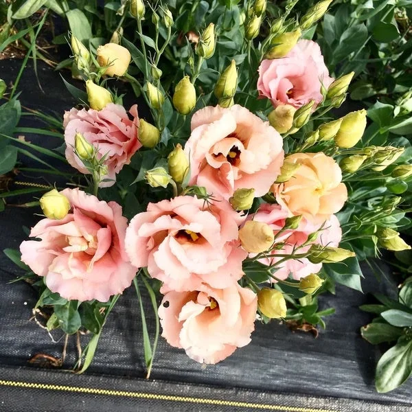Lisianthus Live Plant Plugs - Well Rooted Starter Flower Plants for Garden - Image 6