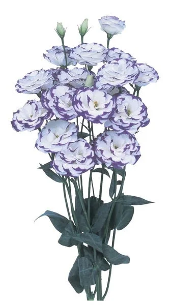 Lisianthus Live Plant Plugs - Well Rooted Starter Flower Plants for Garden - Image 7