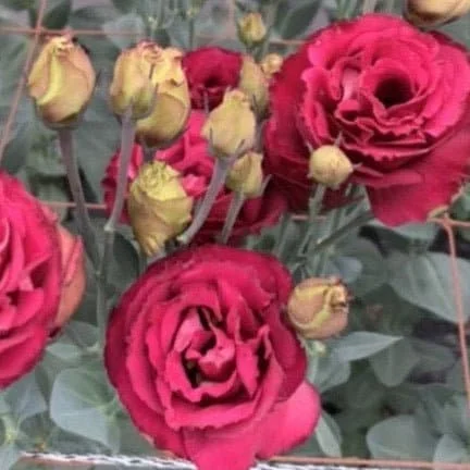 Lisianthus Live Plant Plugs - Well Rooted Starter Flower Plants for Garden - Image 8
