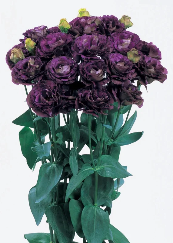 Lisianthus Live Plant Plugs - Well Rooted Starter Flower Plants for Garden - Image 9